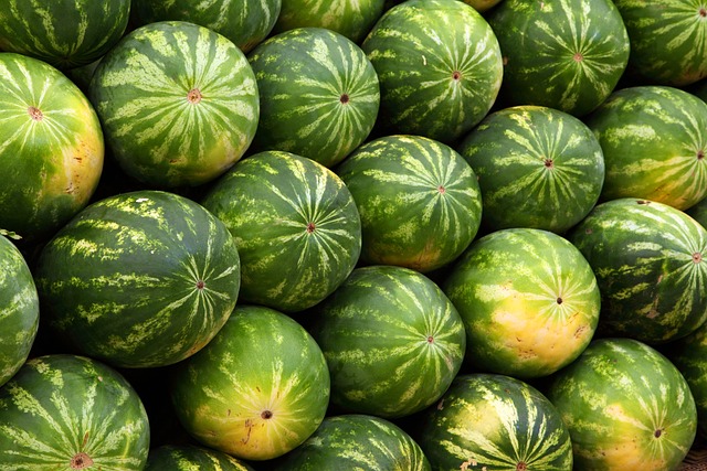 úroda melounů